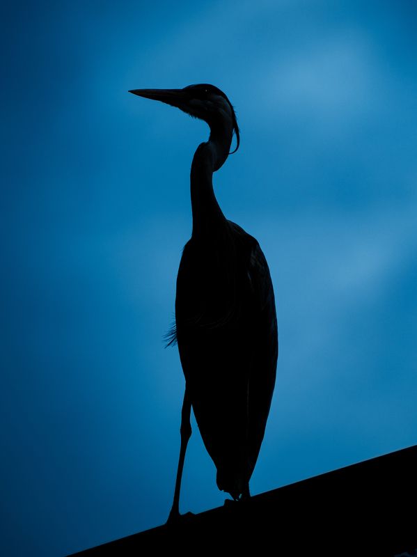 птица, цапля, силуэт Силуэт серой цапли фото превью