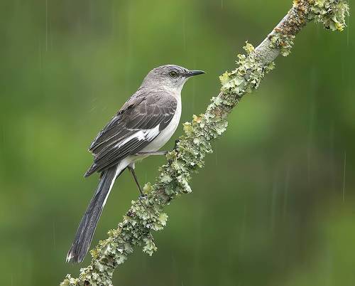 Northern Mockingbird - Многоголосый пересмешник
