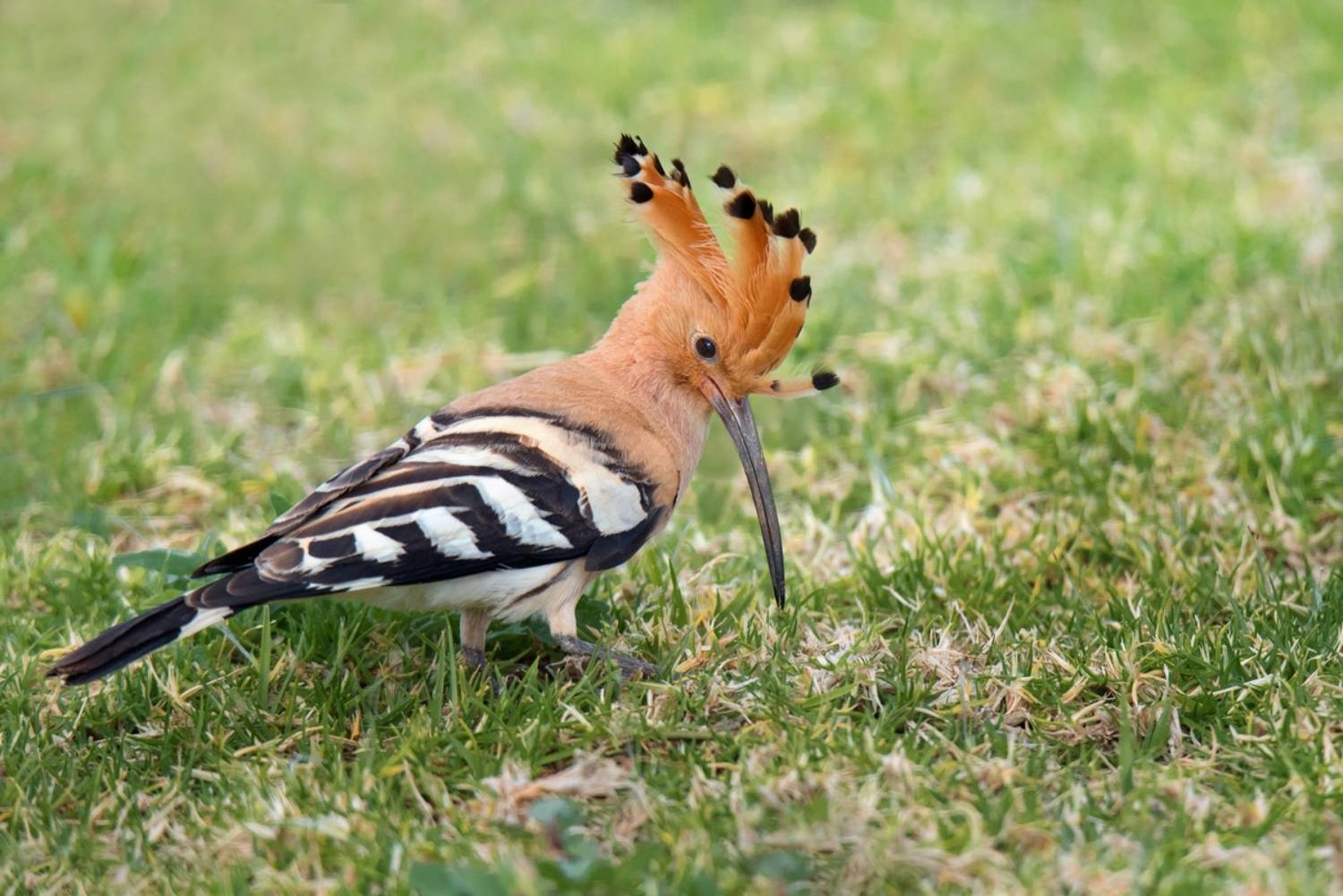 , Людмила Бекман