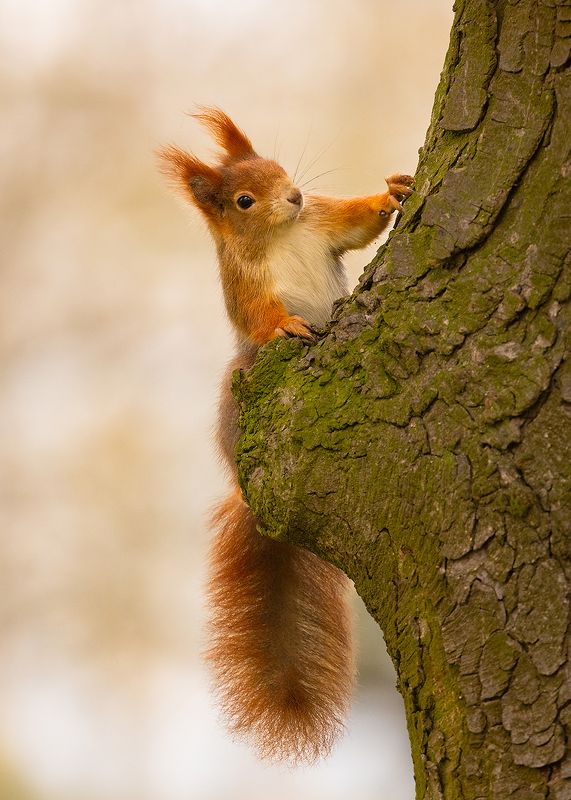 Squirrel фото превью