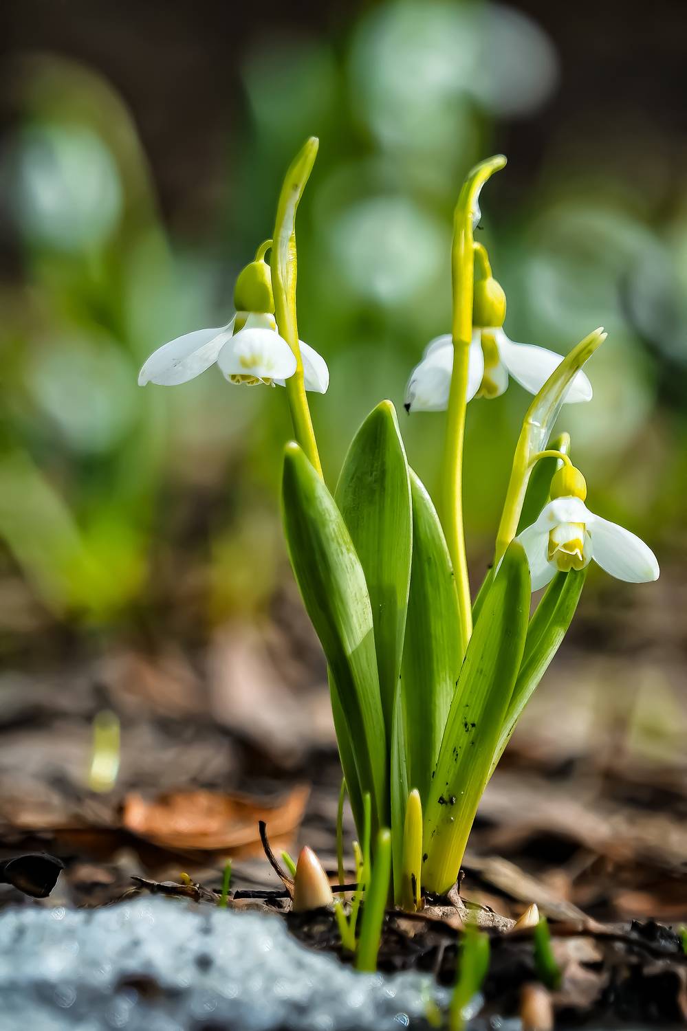 Весна, Аптекарский огород, Савчук Анатолий