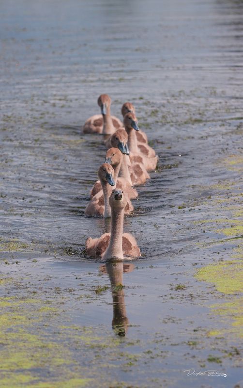 лебедь, птенцы, животное, птица, фотография, плывут, Калининградская область, Мамоново, 2022, swan, chicks, animal, bird, photography, swimming, Kaliningrad region, Mamonovo Лебедята. фото превью