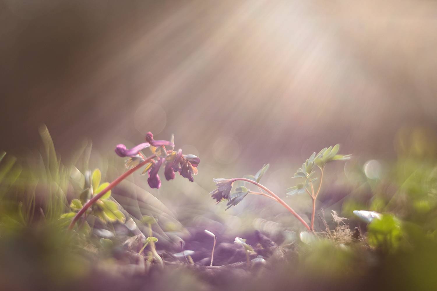 , Илья Михеев