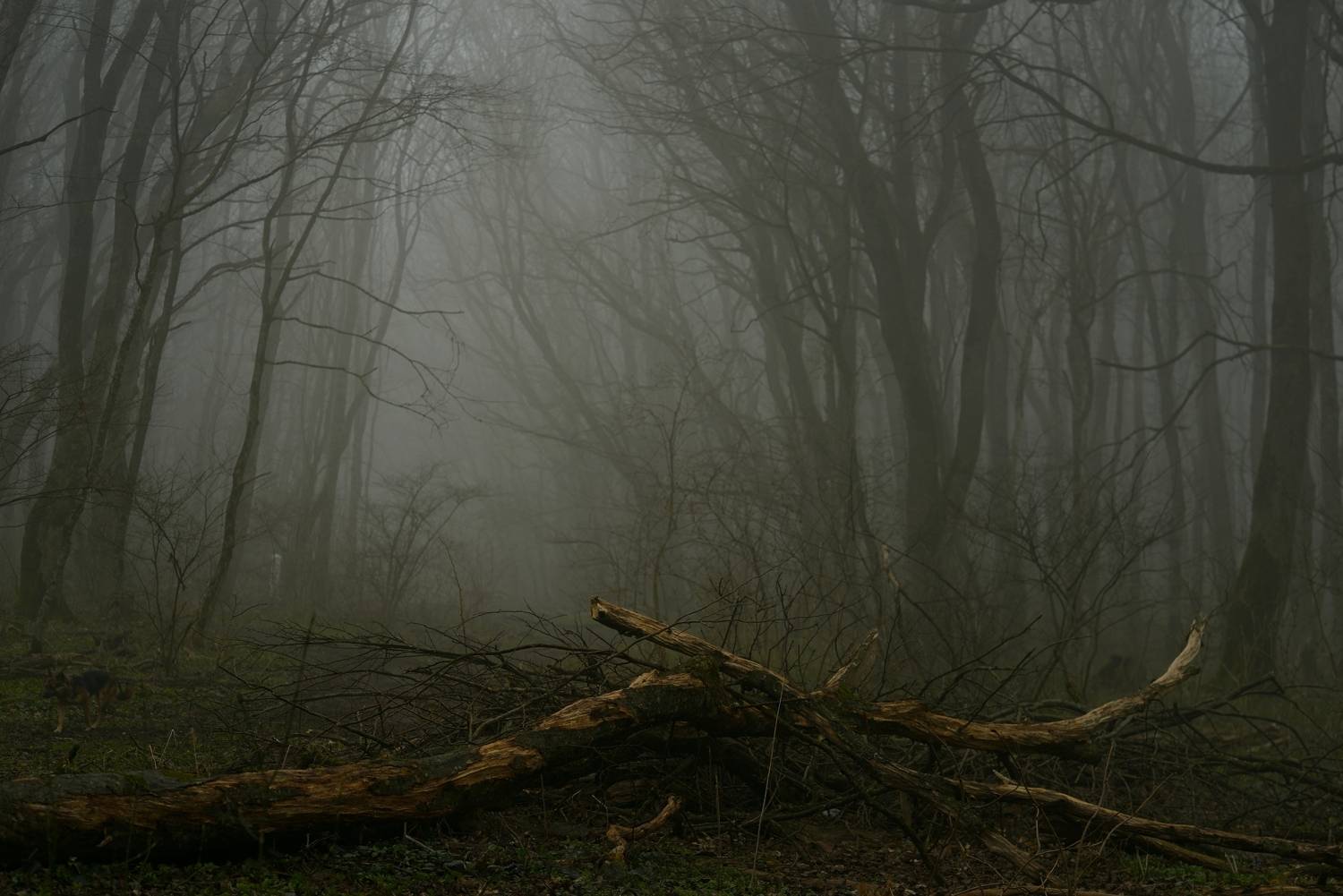 весна туман лес утро, Александр Жарников