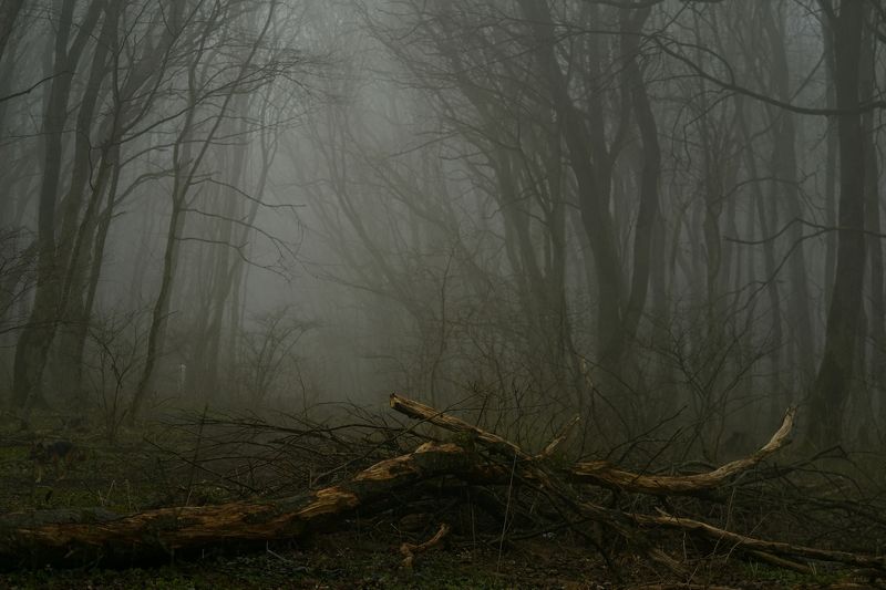 Туманное утро в весеннем лесу фото превью