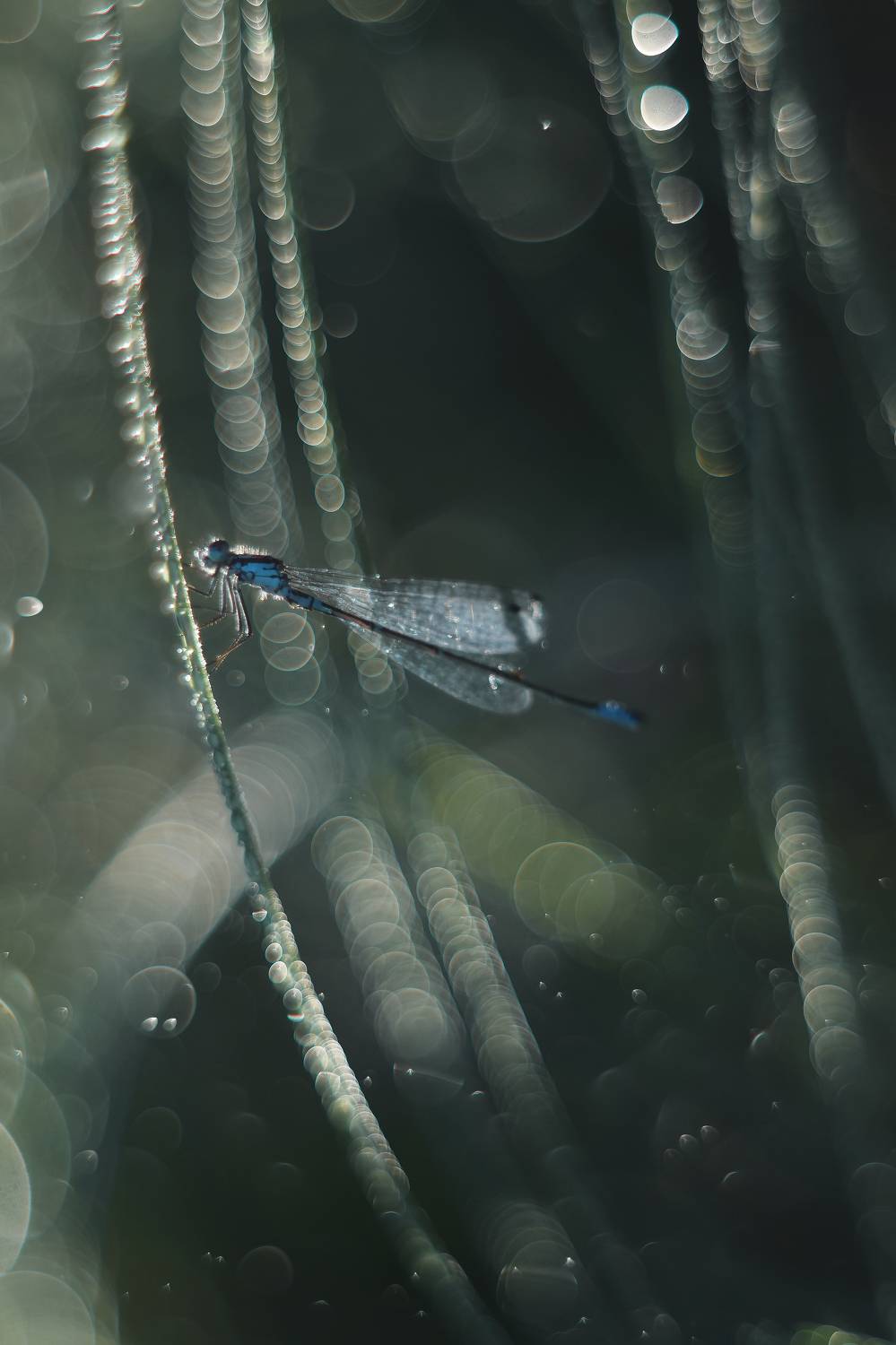 , Лапшина Владлена