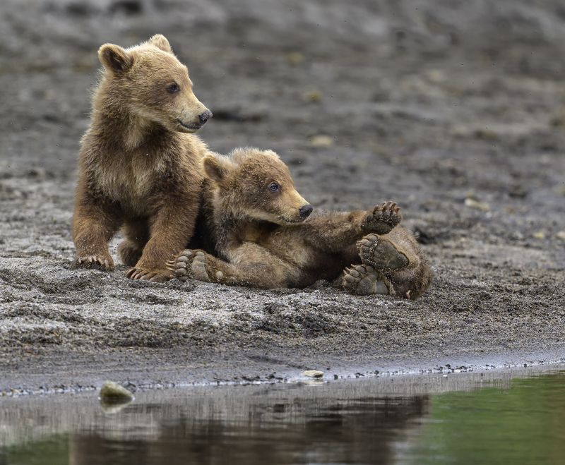 Медвежата фото превью