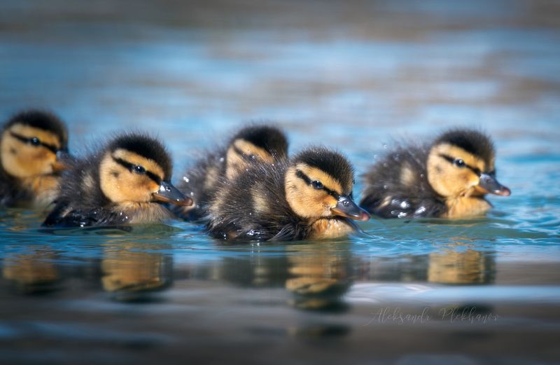 птенцы, кряквы, пушистые, комочки Утиные истории 1 фото превью