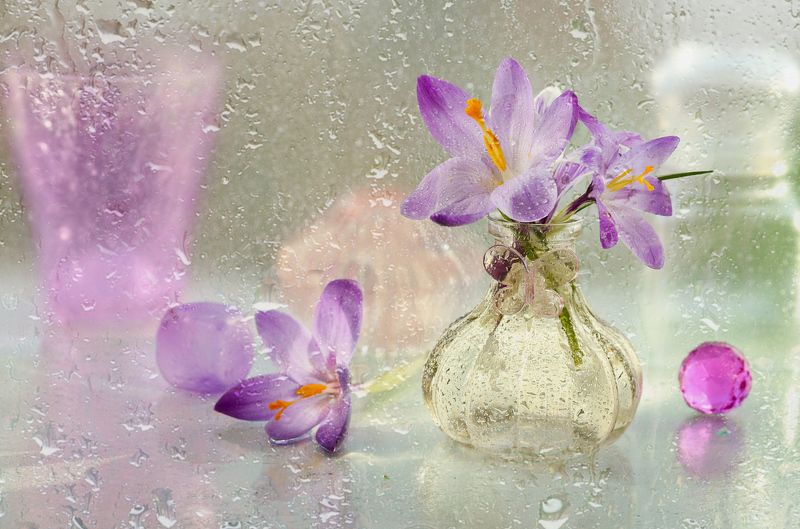 весна, цветы, первоцветы, крокусы Крокусы фото превью