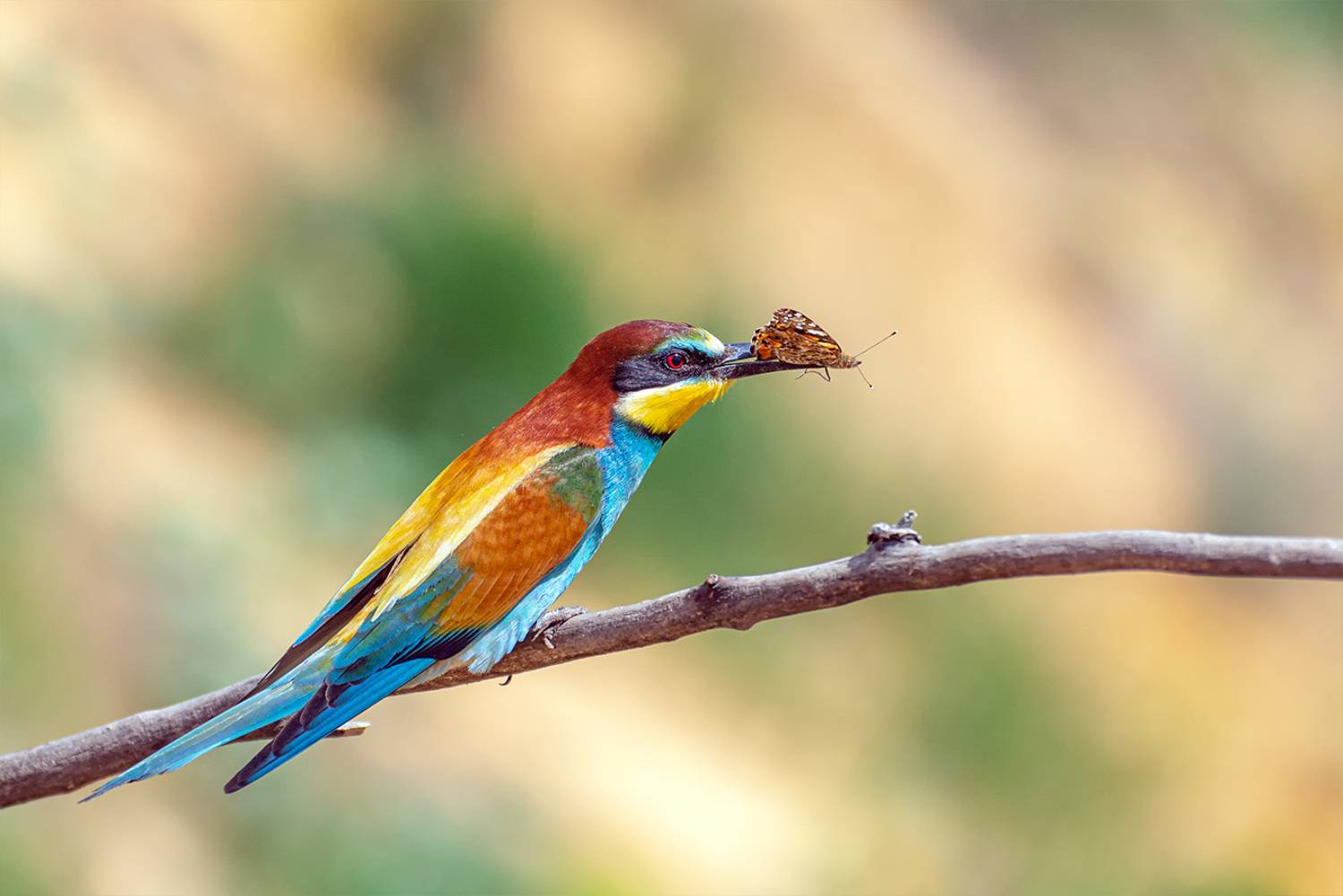 , Анатолий Зверев