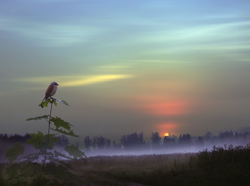 Утренний свет фото превью