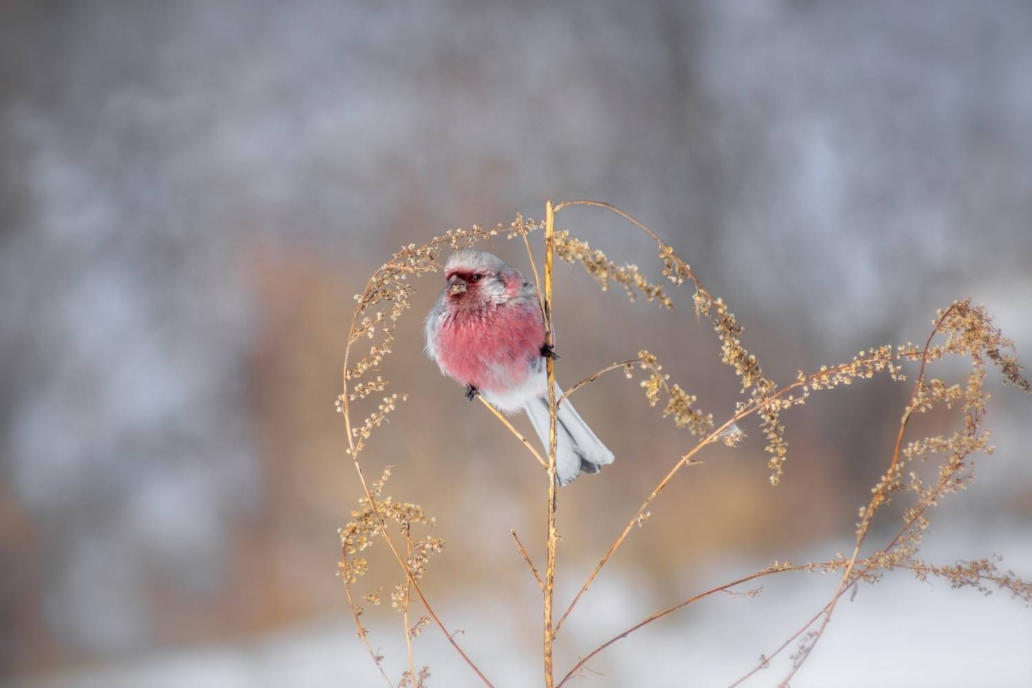 урагус, Александр Канцур