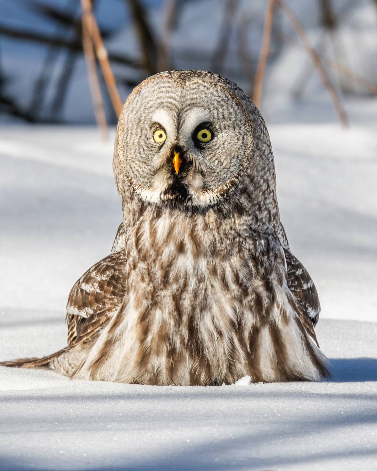 , Дэм Константин