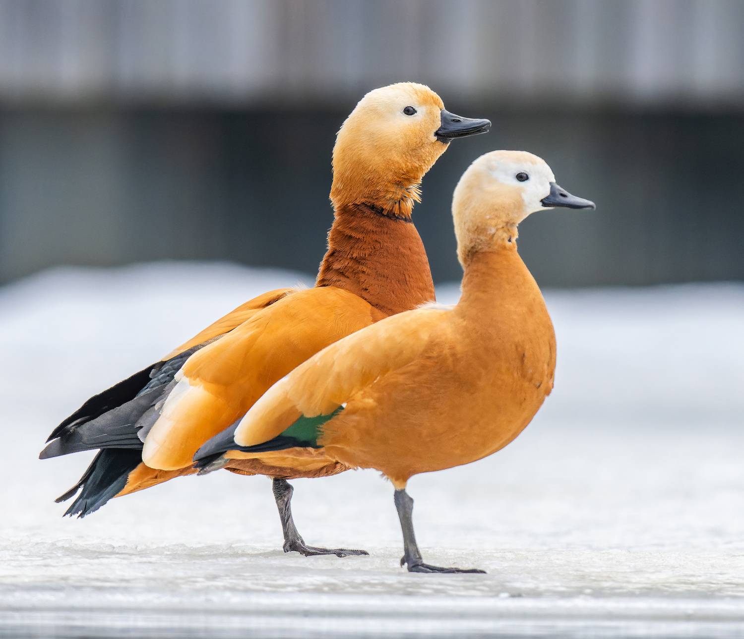 , Дэм Константин