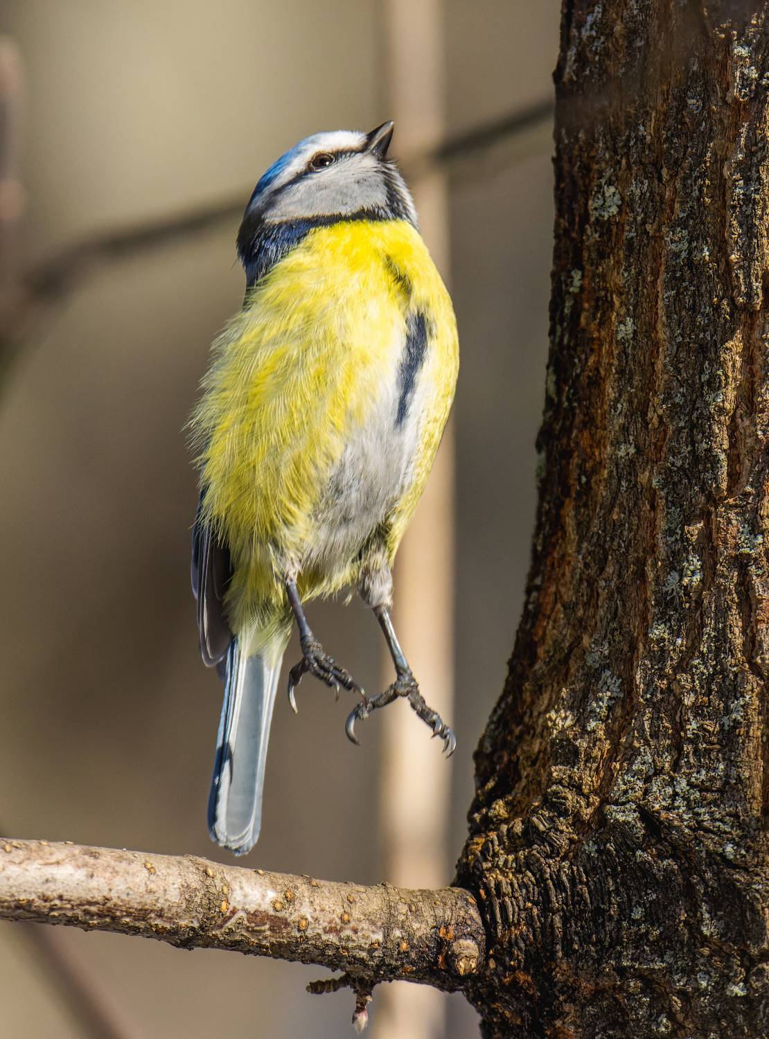 , Дэм Константин