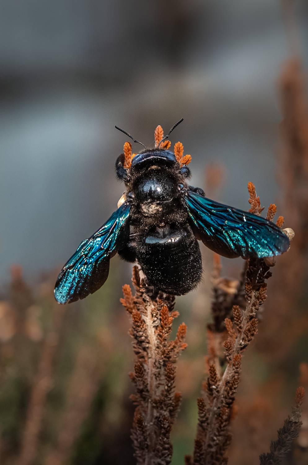 , Неля Рачкова