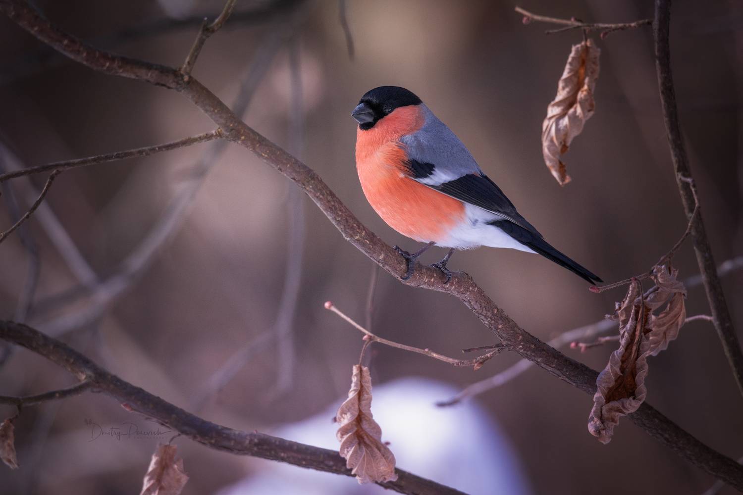 природа, лес, поля, огороды, животные, птицы, макро, Посевич Дмитрий