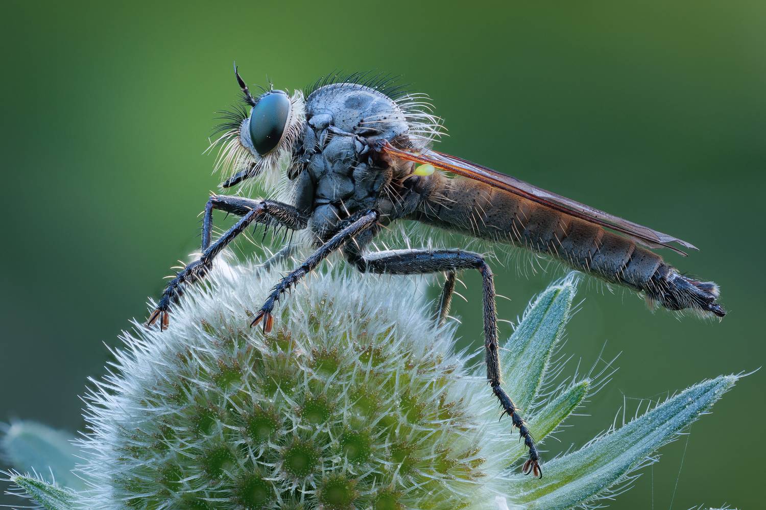, Кузнецов Дмитрий