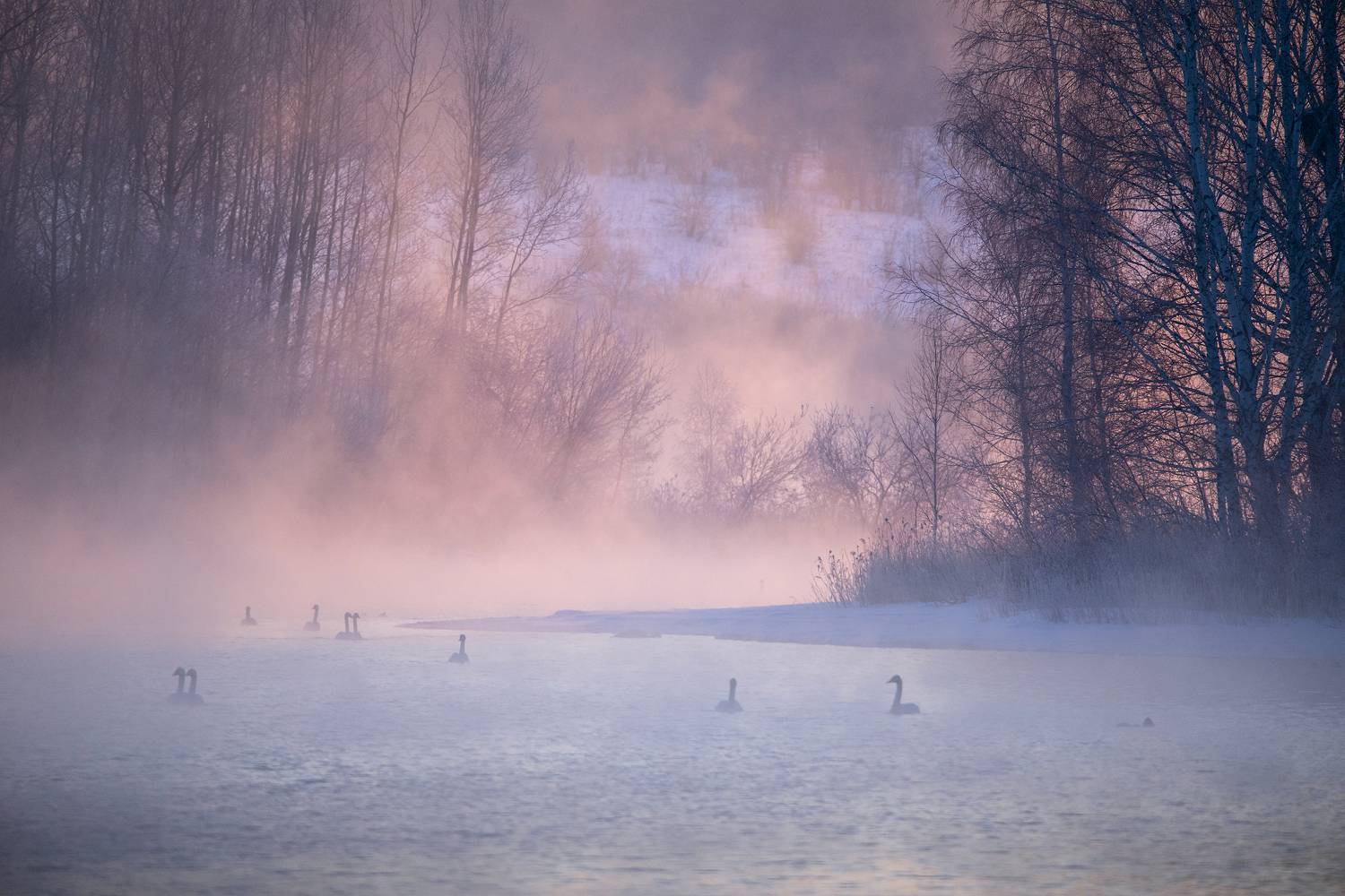 рассвет, туман, лебеди, март, алтай, Дмитрий Юдин