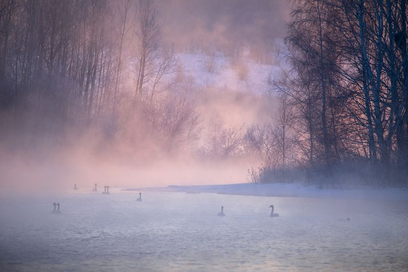 рассвет, туман, лебеди, март, алтай Лебединый рассвет фото превью