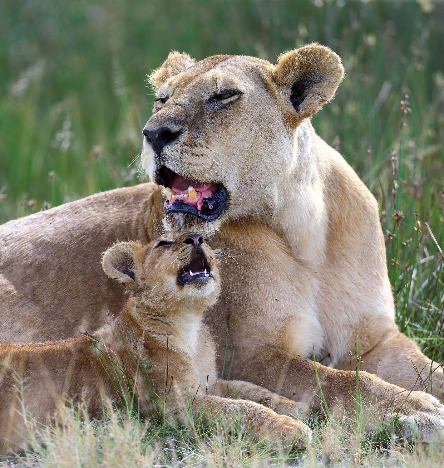, Гудков Андрей