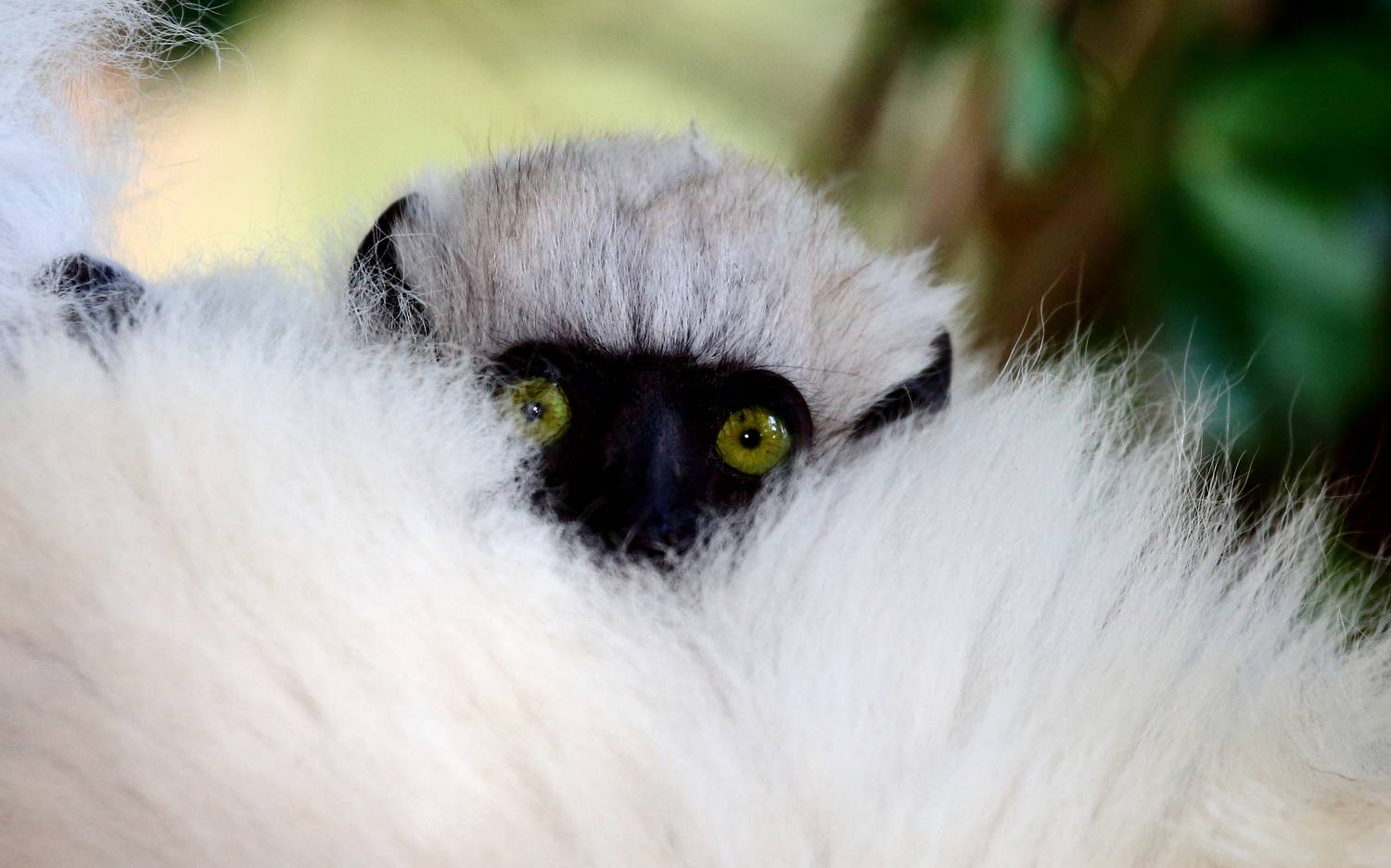 , Гудков Андрей