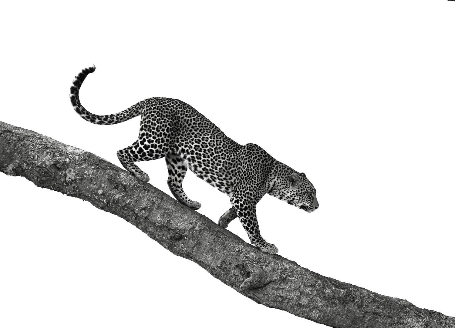 , Гудков Андрей