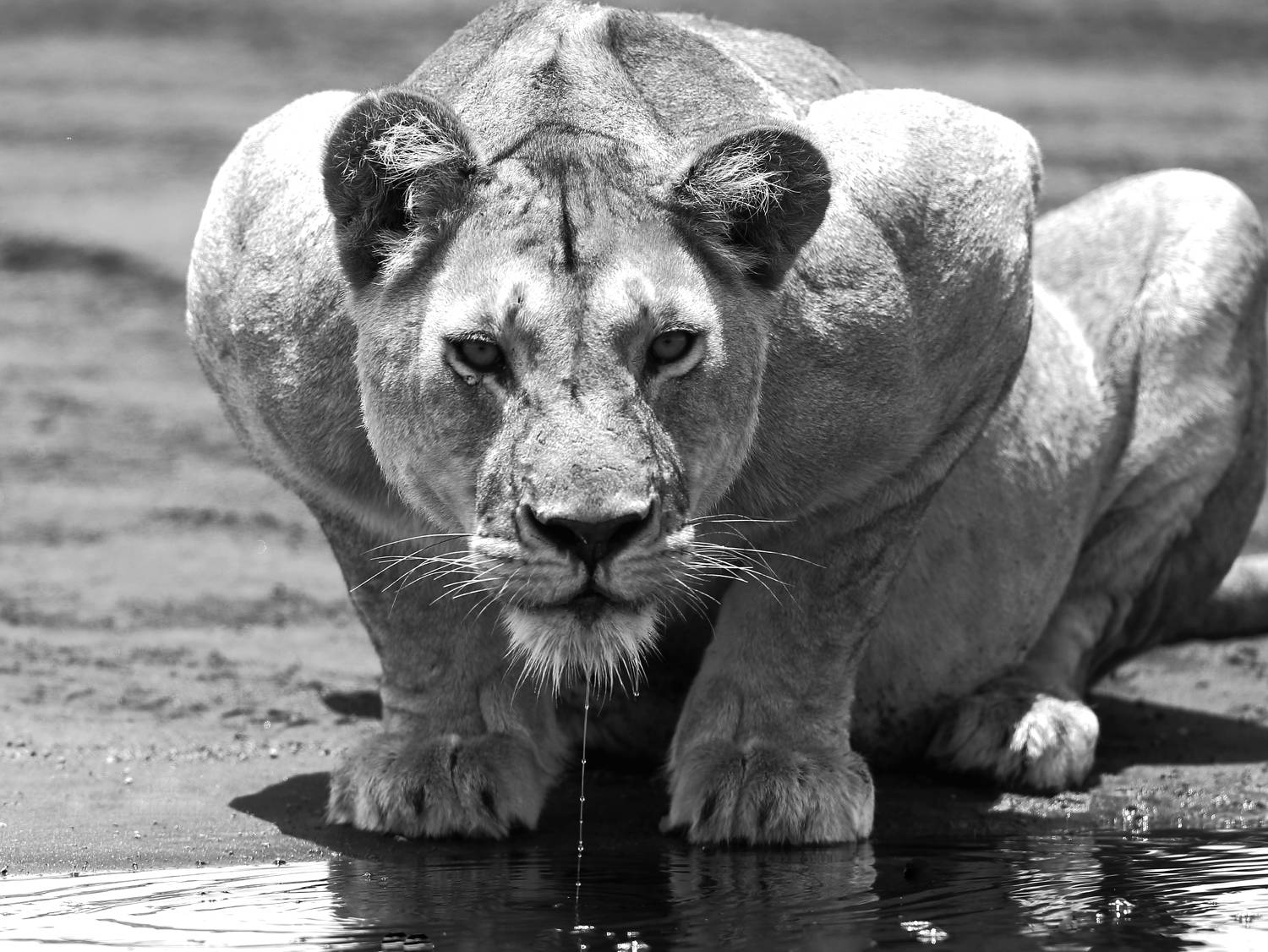 , Гудков Андрей