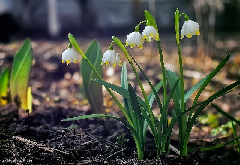*** фото превью