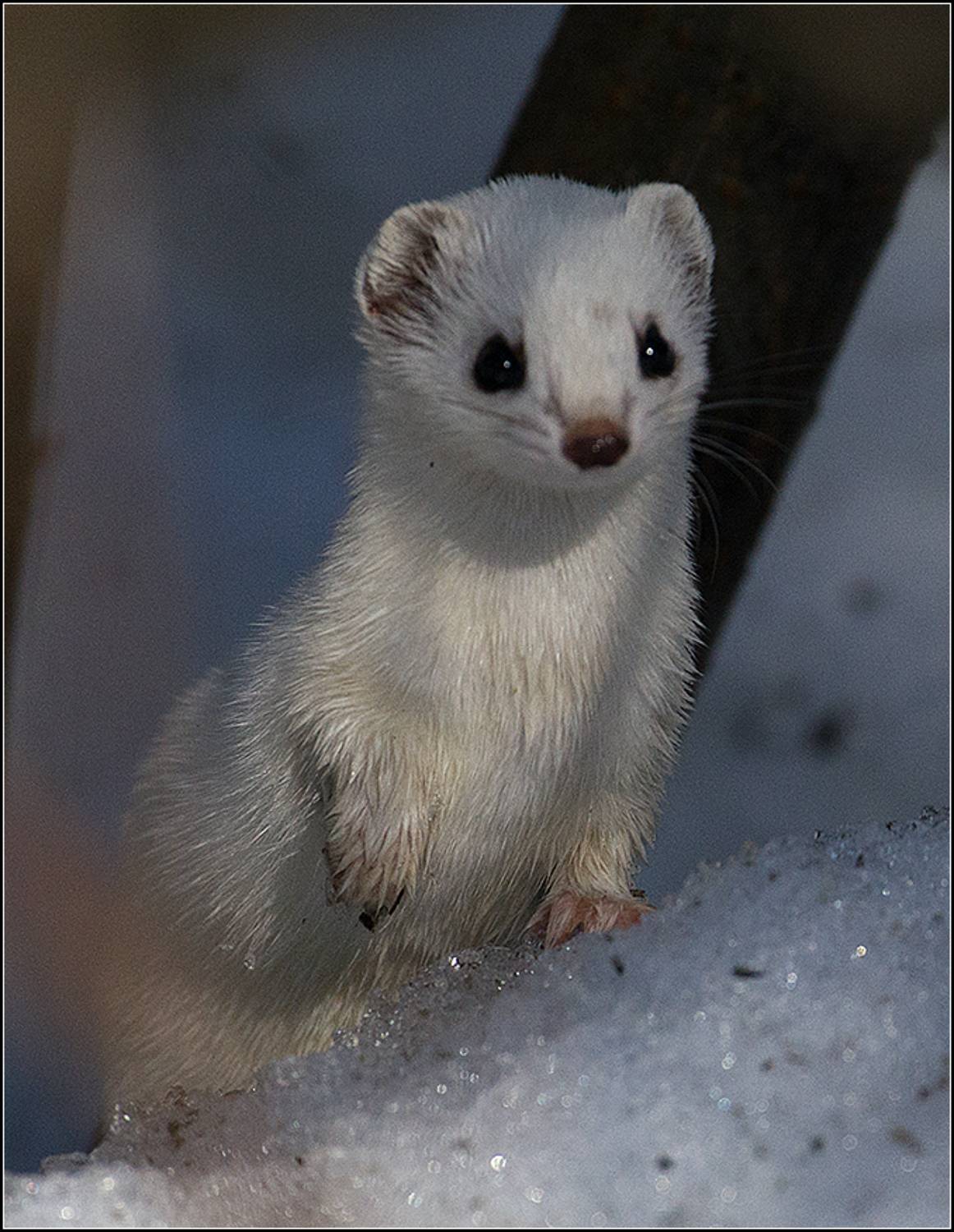 москва, март, парк, ласка, АНАТОЛИЙ ДОВЫДЕНКО