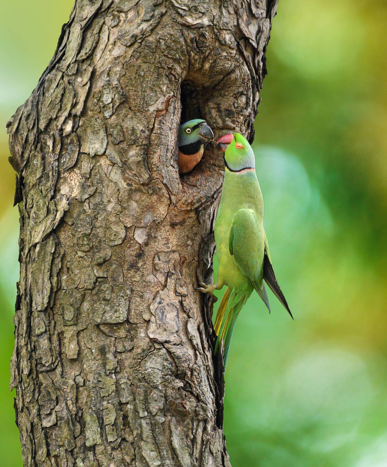 #Natural #Birds #SaveBirds #Rose-ringedParakeet #Red-breastedParakeet , Prasenjit Dutta