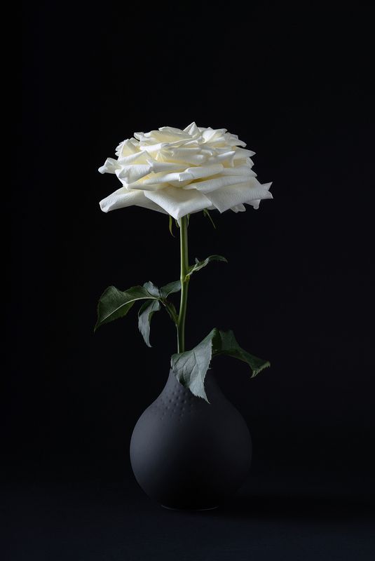 роза, цветок, черный цвет, белая роза Черно-белая гармония фото превью