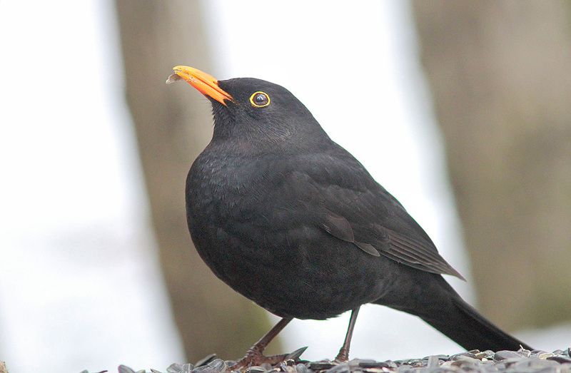 Чёрный фото превью