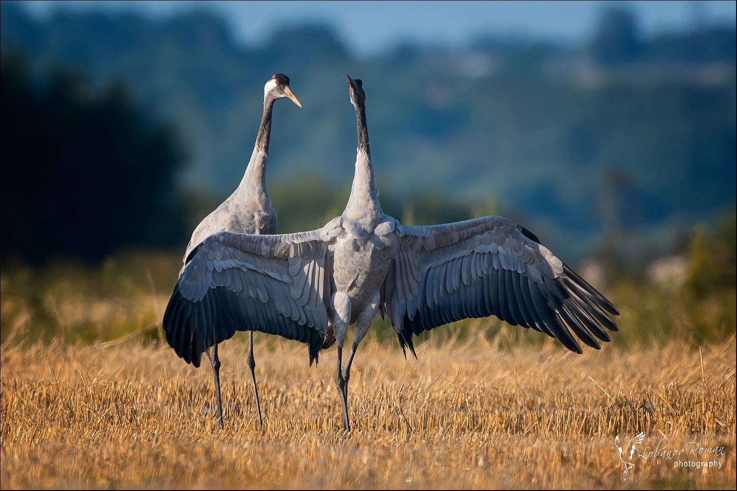 , Лобанов Роман