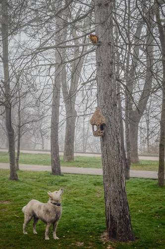 Он дождался только ореха, и то по носу