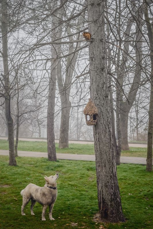 туман, город, пейзаж, жанр, парк, Он дождался только ореха, и то по носу фото превью