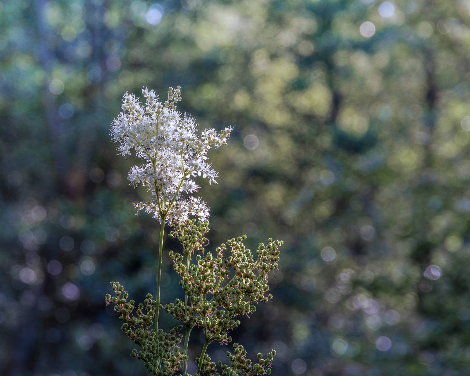 лес, цветок, свет, боке, Валерий Вождаев