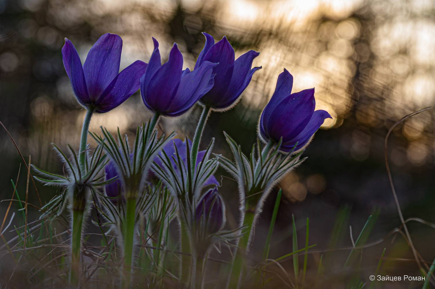 , Зайцев Роман