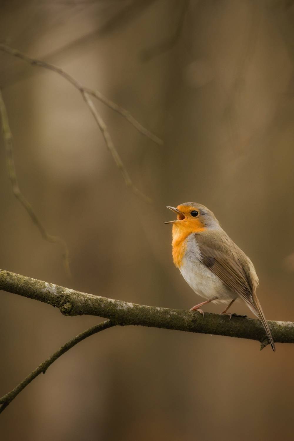Vertical, Photography, Bird, Robin, Wildlife, Day, Wild, Nature, Animal, Tree, Damian Cyfka