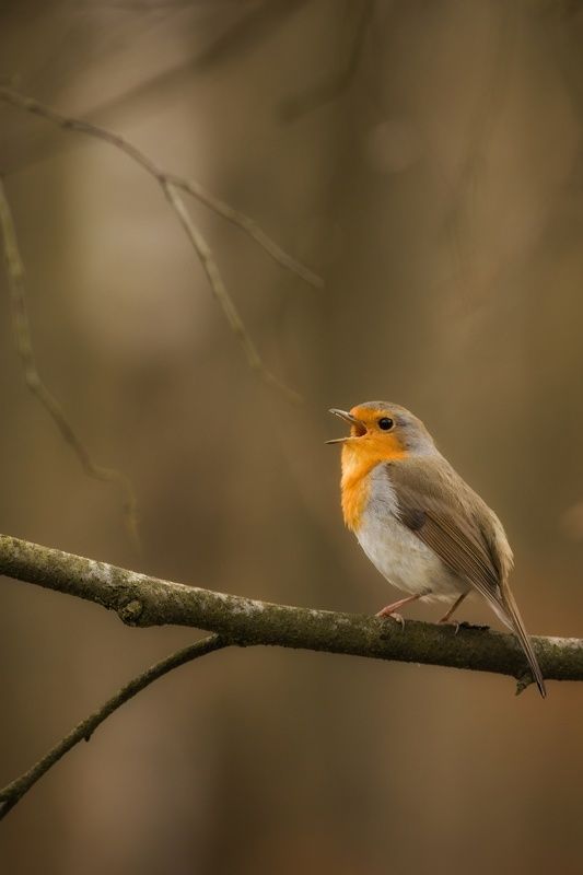 Robin фото превью