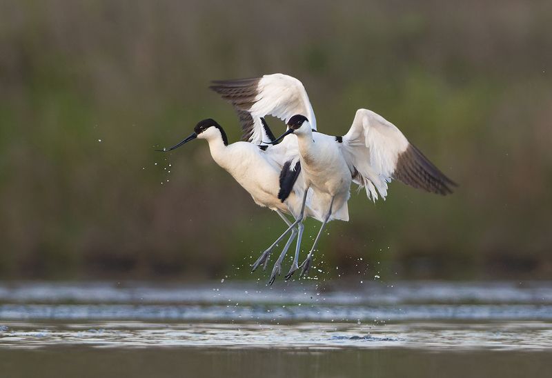 Шилоклювки фото превью