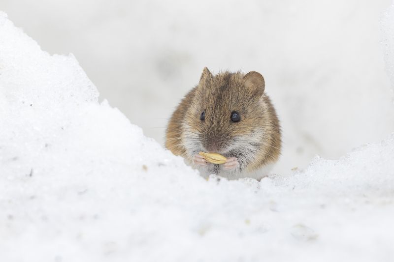 животные, мышь, полевая мышь, подмосковье Повезло фото превью