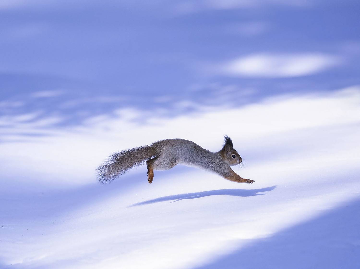 белка, природа, весна,squirrel, movement, beautiful, nature, Стукалова Юлия