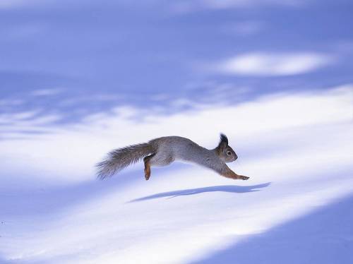 Белка в прыжке