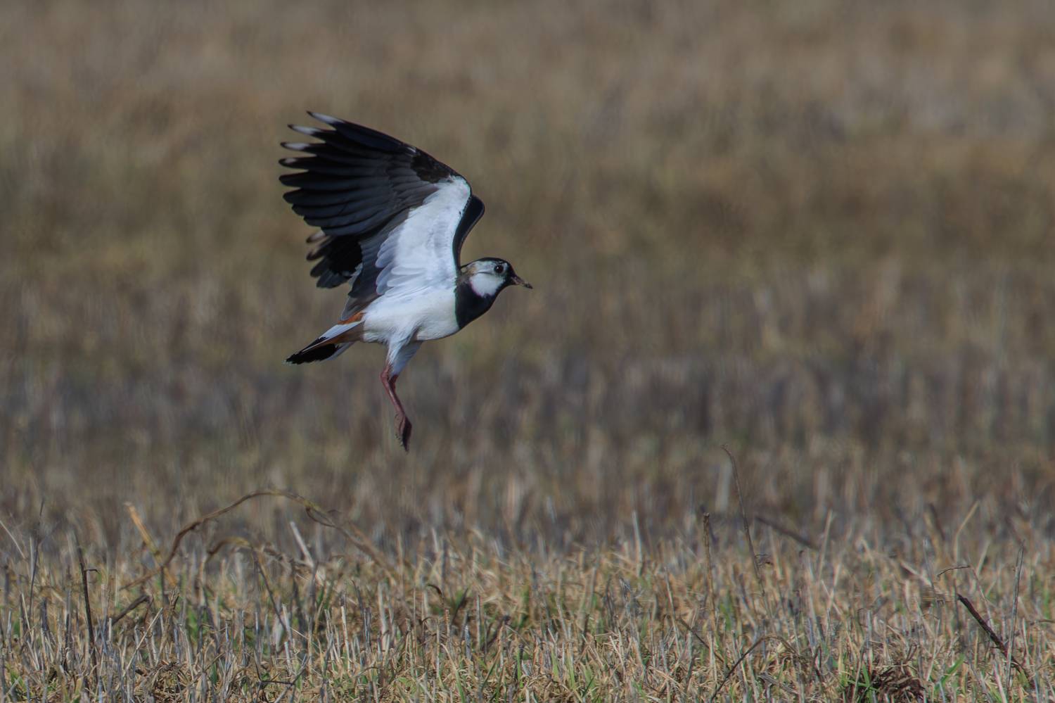 чибис, поле, весна, Светлана Холодняк