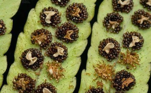 Время размножения