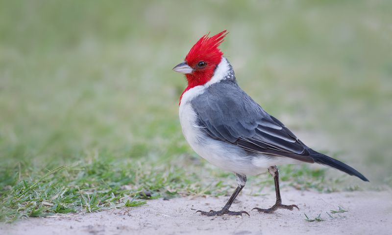 Позёр фото превью