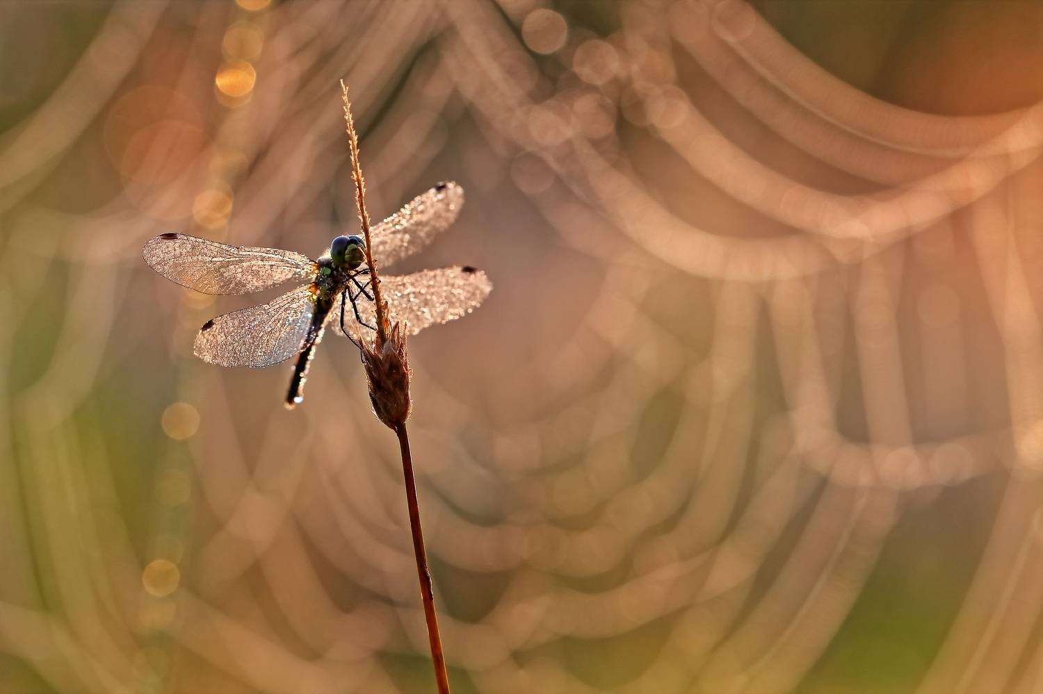 , Олег Резенов