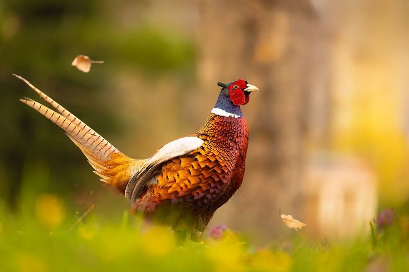 Pheasant фото превью