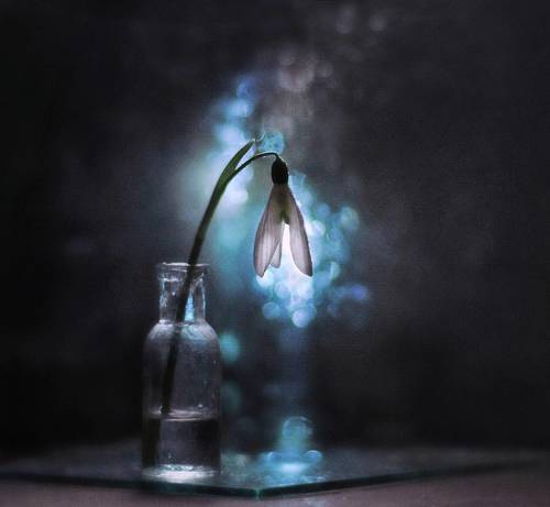 Ледяные блики сна